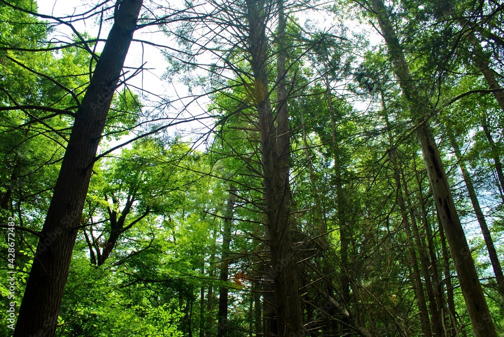 Obraz premium forest trees