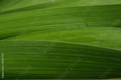 Green leaves for background, nature background