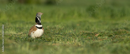 Fotografía A male little bustard (Tetrax tetrax)