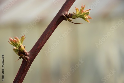 Rubus fruticosus, blackberry first spring leaves photo