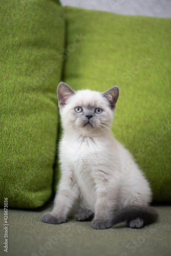 kitten Scottish British cat Burmese munchkin animals 