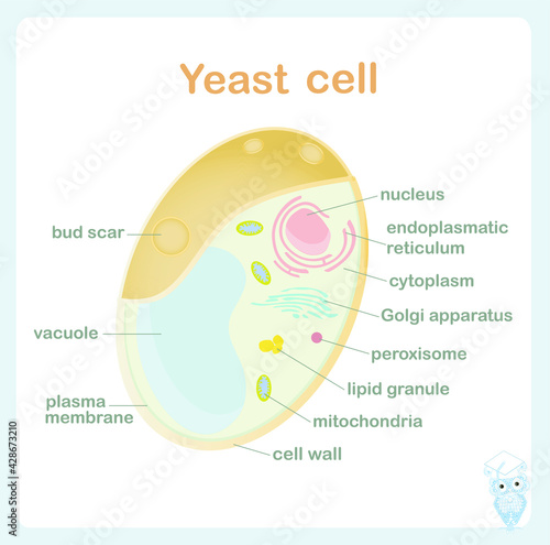 Yeast cell scheme for biological lessons art design stock vector illustration for web, for print