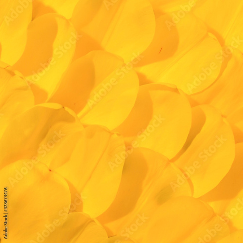 Wallpaper Mural Yellow tulip petals on bright summer day. Spring flower background. Torontodigital.ca