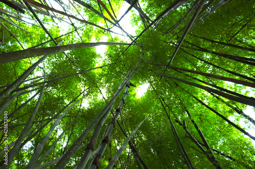 green bamboo forest