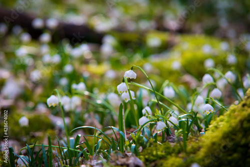 Frühlings-Knotenblume (Leucojum vernum), Märzenbecher, Märzbecher, Märzglöckchen, Großes Schneeglöckchen, Amaryllisgewächs © Tim Zeller