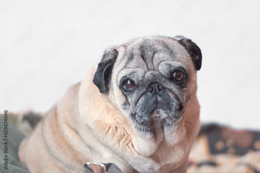 Cute pug looking at camera in sitting pose during the day.