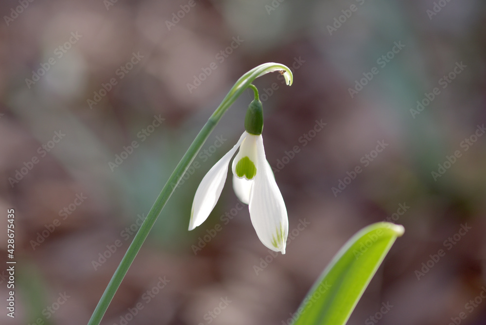 Obraz premium スノードロップ