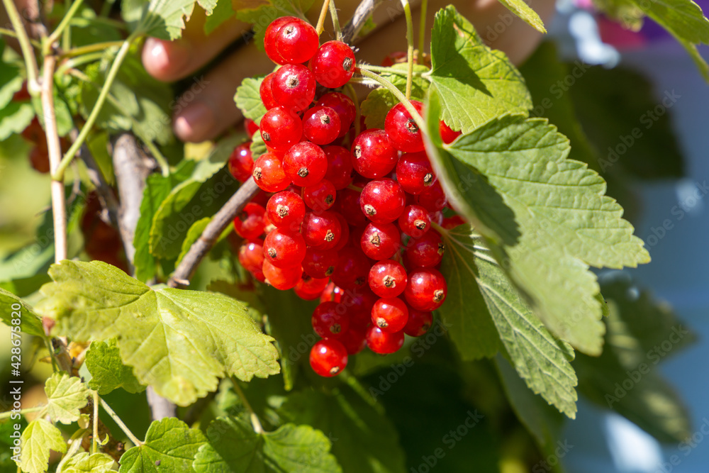 Big tasty ripe red currant branch in the green sunny garden Big tasty ripe red currant branch in the green sunny garden