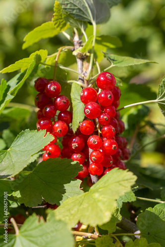 Big tasty ripe red currant branch in the green sunny garden