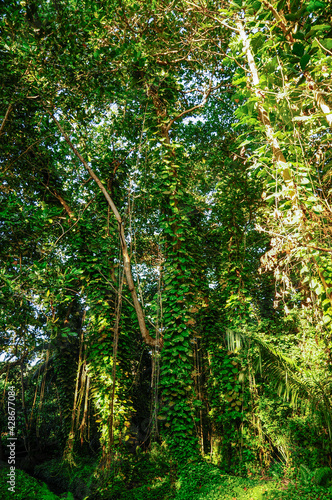 View of the overgrown trees in the forest, Seychelles