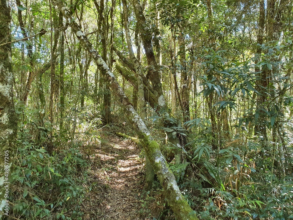 Forest Trail Track Forest Trail Track