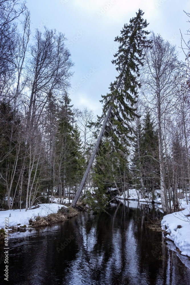 Obraz premium Spruce tree bend over forest creek, Northern Scandinavia, winter