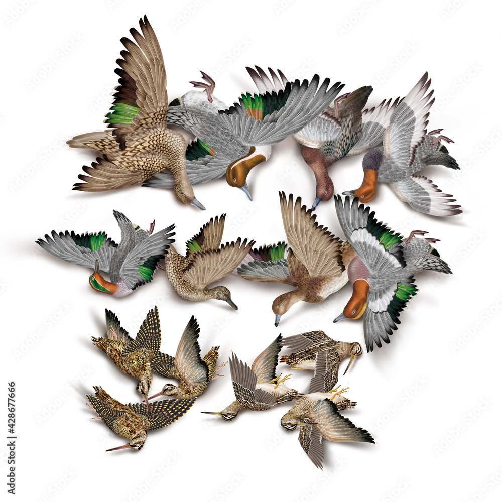 Fototapeta premium oiseau, bécassine des marais, bécasse des bois, anard ,pilet, sarcelle, siffleur, milouin, nature morte, la chasse, en vol, tiré, nature, ailes, faune, sauvage, chasseur, tué, animal, ciel, blanc, c