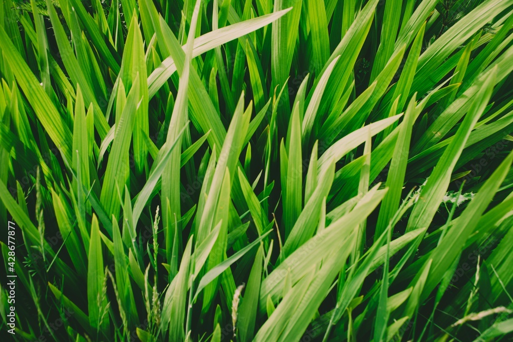 green grass background Scotland landscapes green grass background Scotland landscapes