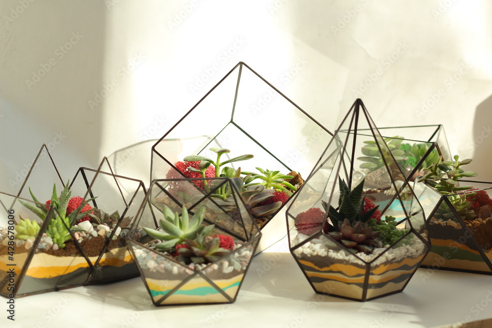 RUSSIA, Saint-Petersburg: 4.04.2021 - Florarium with succulent plants on white background. Small garden with miniature cactuse. Home indoor plants. RUSSIA, Saint-Petersburg: 4.04.2021 - Florarium with succulent plants on white background. Small garden with miniature cactuse. Home indoor plants.