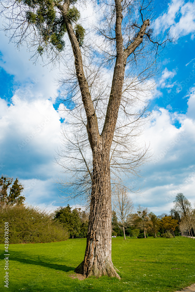 Obraz premium A Single Tree Standing Alone with Blue Sky and Grass.