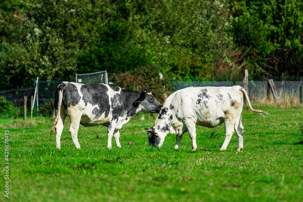 Cattle in the meadow. Cows on a green field. Cattle in the meadow. Cows on a green field.