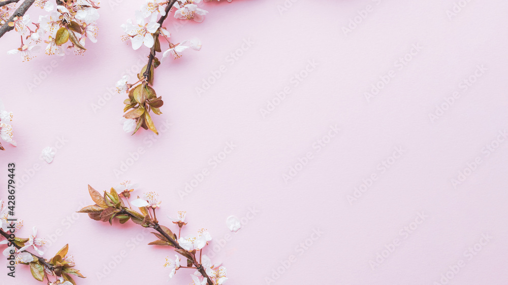 Spring background may flowers and April floral nature on pink background. Branches of blossoming apricot macro with soft focus. For easter and spring greeting cards with copy space. Springtime. Spring background may flowers and April floral nature on pink background. Branches of blossoming apricot macro with soft focus. For easter and spring greeting cards with copy space. Springtime.