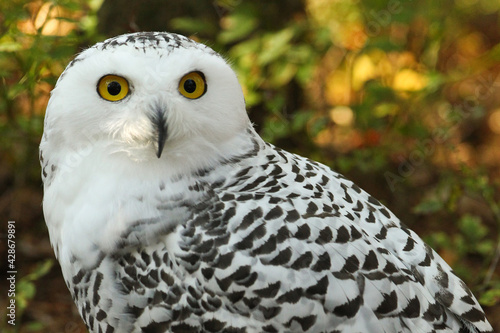 Snow Wihte, Eye of raptor, wild birds, nature reserve, owl photo