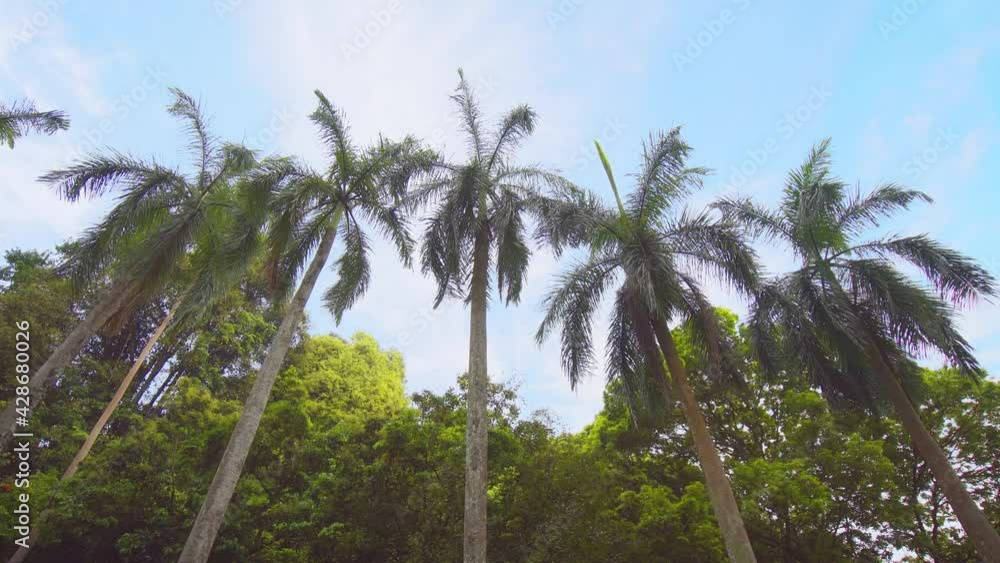 Palm Trees Aligned in a Neat Row at Sri Lankan Park Palm Trees Aligned in a Neat Row at Sri Lankan Park