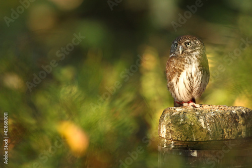 brown owl, Eye of raptor, wild birds, nature reserve photo