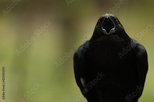 Crow, The screaming rave, Eye of raptor, wild birds, nature reserve photo