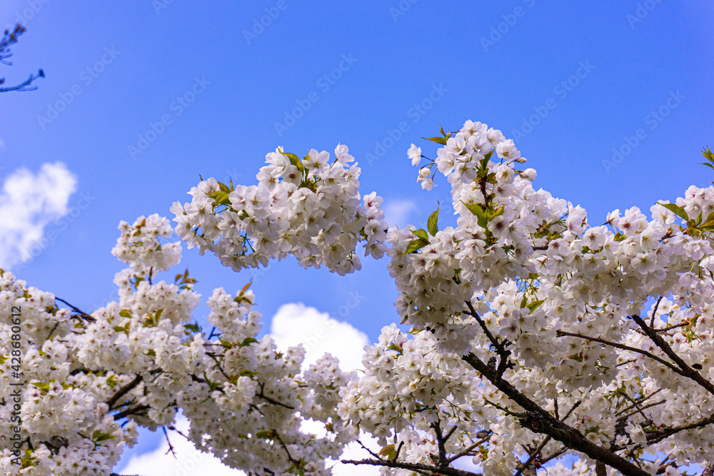 beautiful garden flowers. Spring background beautiful garden flowers. Spring background