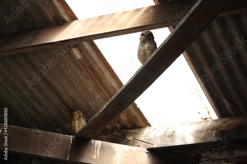 Owls on the ceiling. 