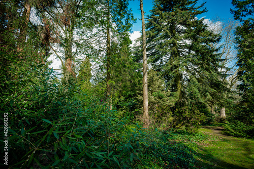 Dark green forest landscape. Wild Forest