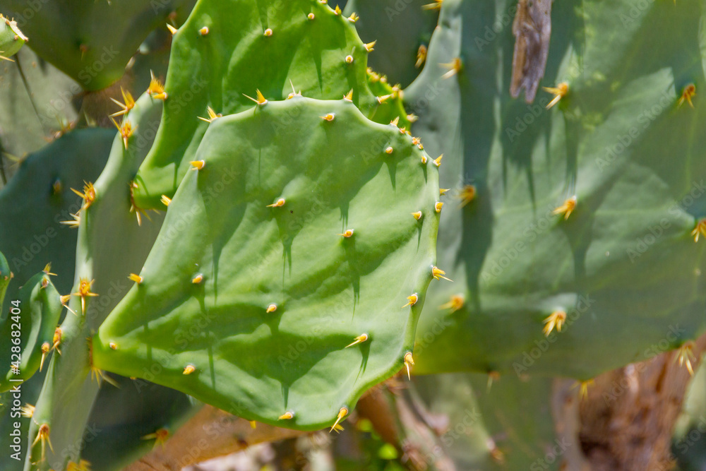 cactus with yellow flower on a beach in Rio de Janeiro. cactus with yellow flower on a beach in Rio de Janeiro.
