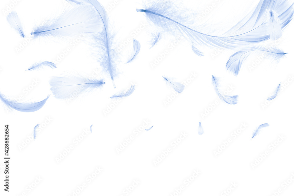 Obraz premium Feather isolated. Abstract bird feather texture closeup falling on white background in pattern photography. Concept of sensitivity responsiveness to nature.