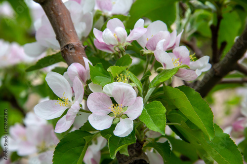 Apple Tree Blossoms with flowers