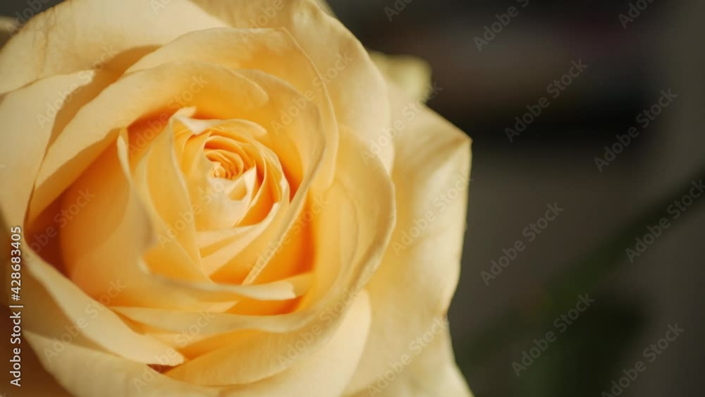 Yellow rosebud, rose bud, in sunbeams in close-up mode. Macro shot. Yellow rosebud, rose bud, in sunbeams in close-up mode. Macro shot.