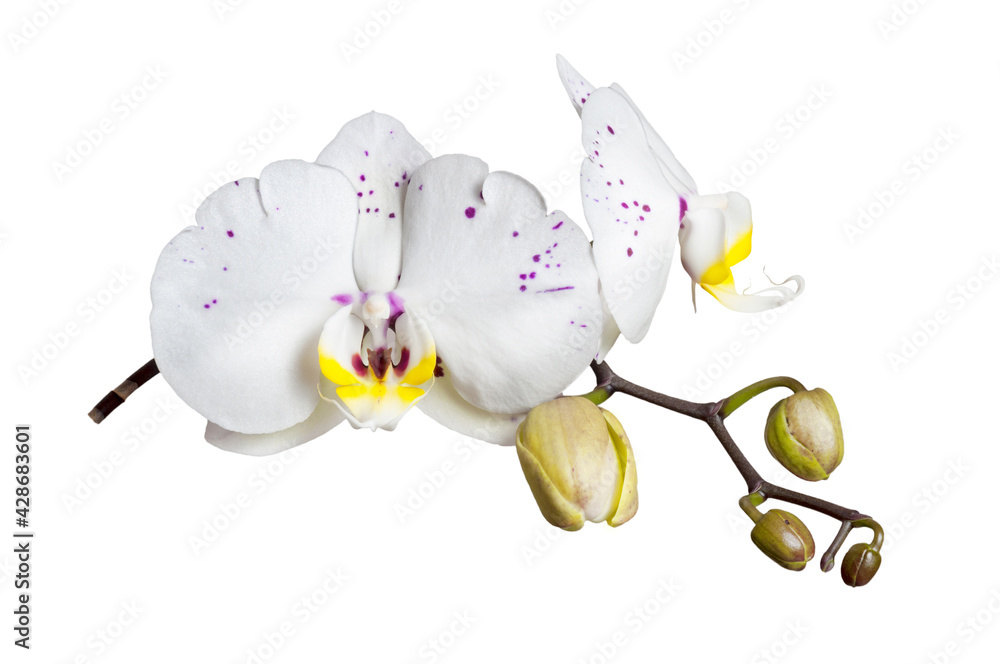 Fototapeta premium Beautiful sprig of white and purple phalaenopsis orchid flower isolated on a white background.