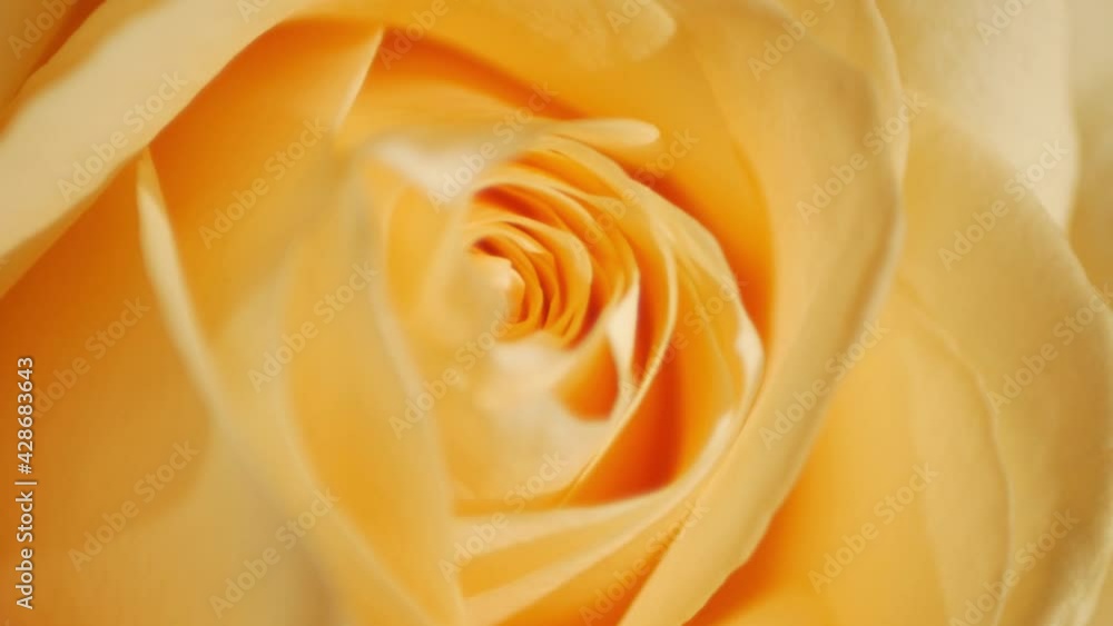Yellow rosebud, rose bud, in sunbeams in close-up mode. Macro shot. Yellow rosebud, rose bud, in sunbeams in close-up mode. Macro shot.