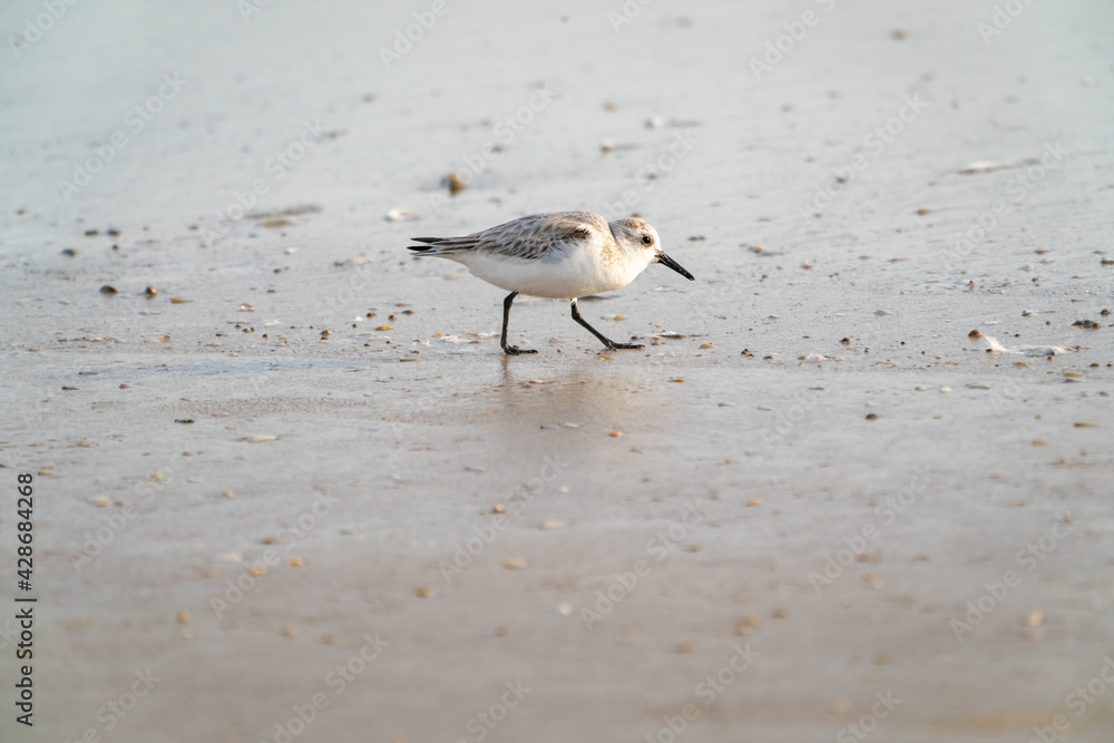 Sanderling looking for mollusks in surf at early morning light at Daytona Beach Florida. Sanderling looking for mollusks in surf at early morning light at Daytona Beach Florida.