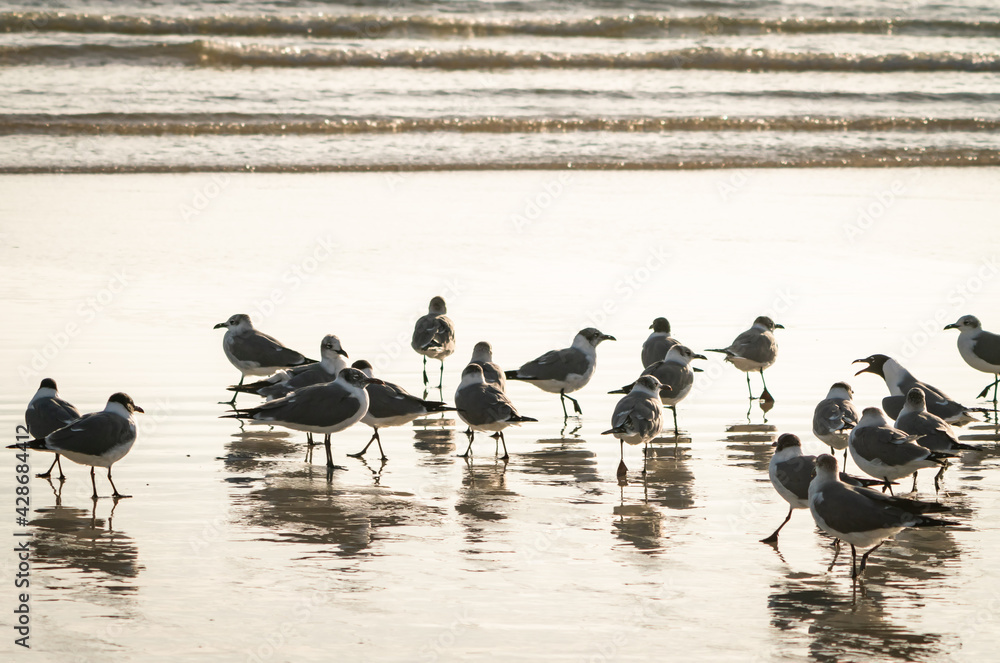 Fototapeta premium Laughing Gulls hunting mollusks in the early morning surf at Daytona Beach Florida.