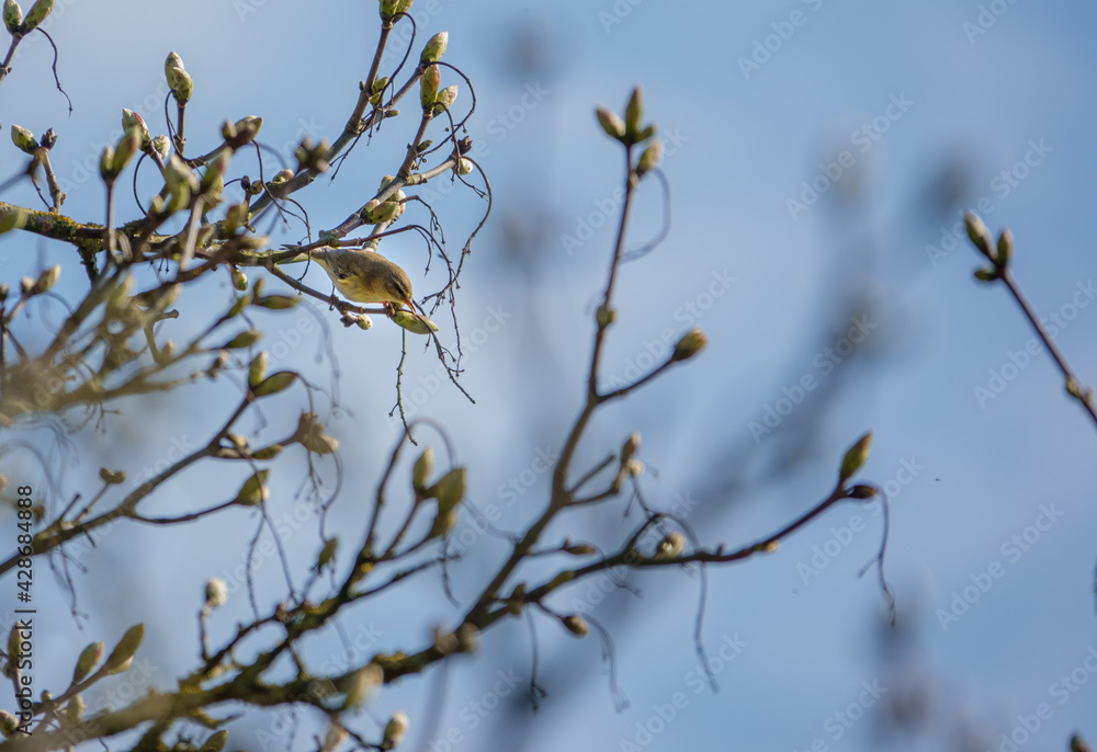 Yellow-browed Warbler (Phylloscopus inornatus) adult on a sycamore tree in April Yellow-browed Warbler (Phylloscopus inornatus) adult on a sycamore tree in April