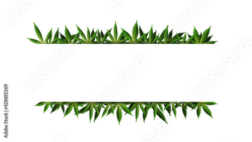 A rectangular frame of hemp leaves around a white empty space. Cannabis Leaf Frame Template for the Cannabis Industry