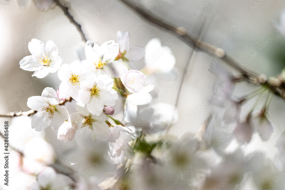 Cherry Blossoms