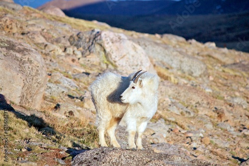 mountain goat on the mountain