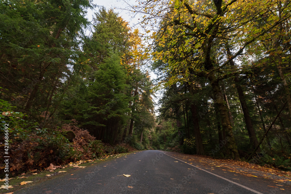 Obraz premium road in the woods