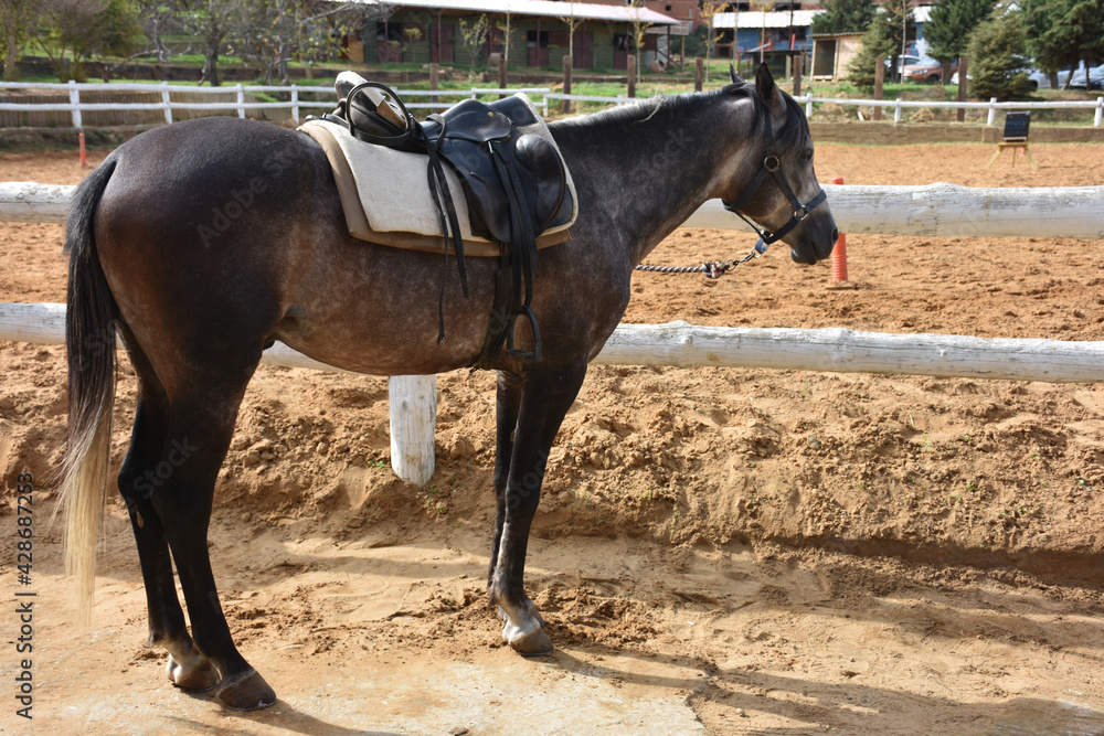  Portrait of a standing steppe, white and black horse waiting her turn for riding training at the horse farm