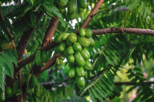 Carambola wuluh (Averrhoa bilimbi) in a tree. This fruit is a plant originating from Maluku, Indonesia, and this fruit is used as a spice for traditional cuisine. photo