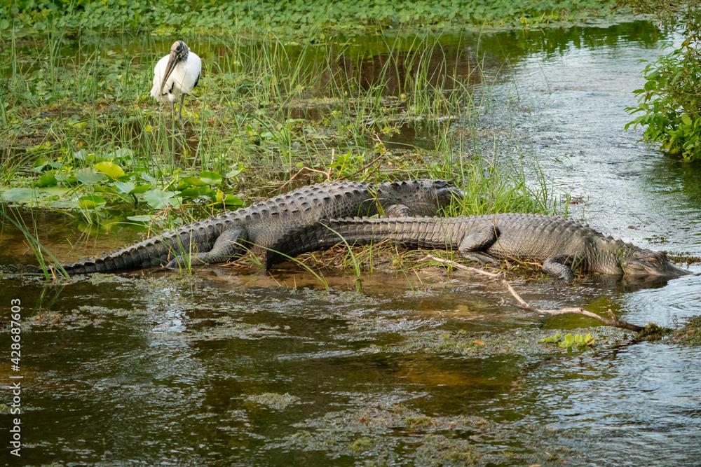 Wild American Alligators at Orlando Wetlands in Cape Canaveral Florida. Wild American Alligators at Orlando Wetlands in Cape Canaveral Florida.