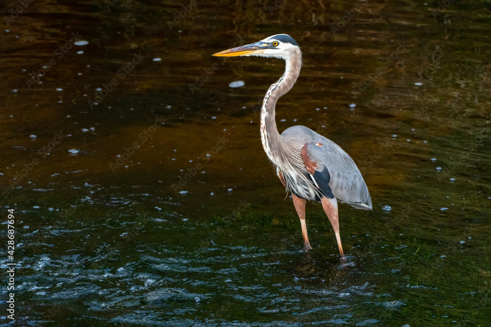 Great Blue Heron wading in Alligator pond at Orlando Wetlands in Cape Canaveral Florida. Great Blue Heron wading in Alligator pond at Orlando Wetlands in Cape Canaveral Florida.
