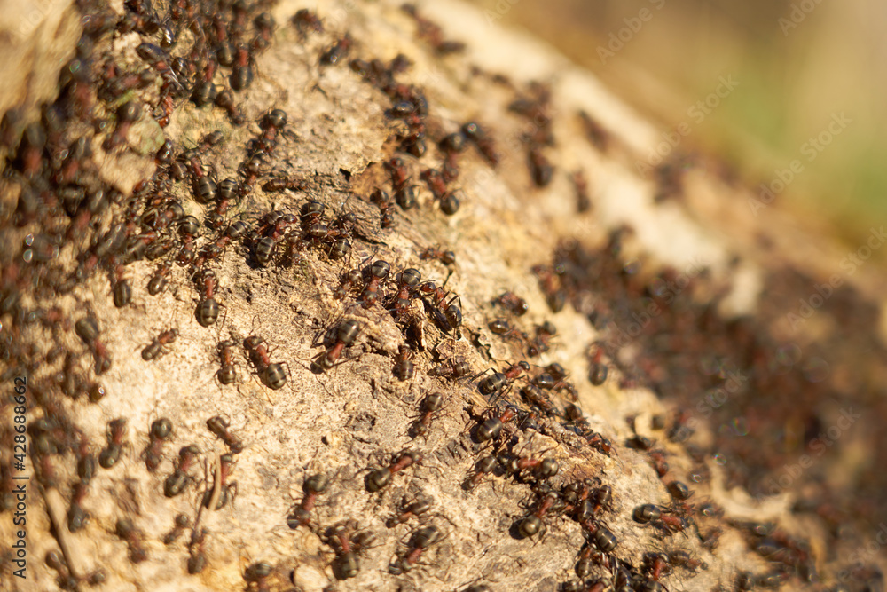 Red ants in the spring sun on a stone with a blurred background Red ants in the spring sun on a stone with a blurred background