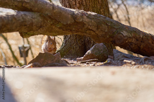Squirrel sits on a stone under a tree in the forest