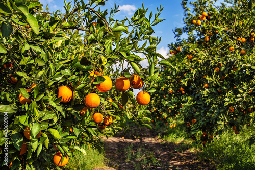 Orange trees with ripe fruits on branches.