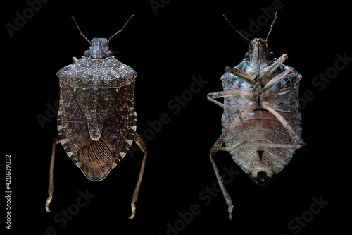 Fotografie, Tablou Brown marmorated stink bug